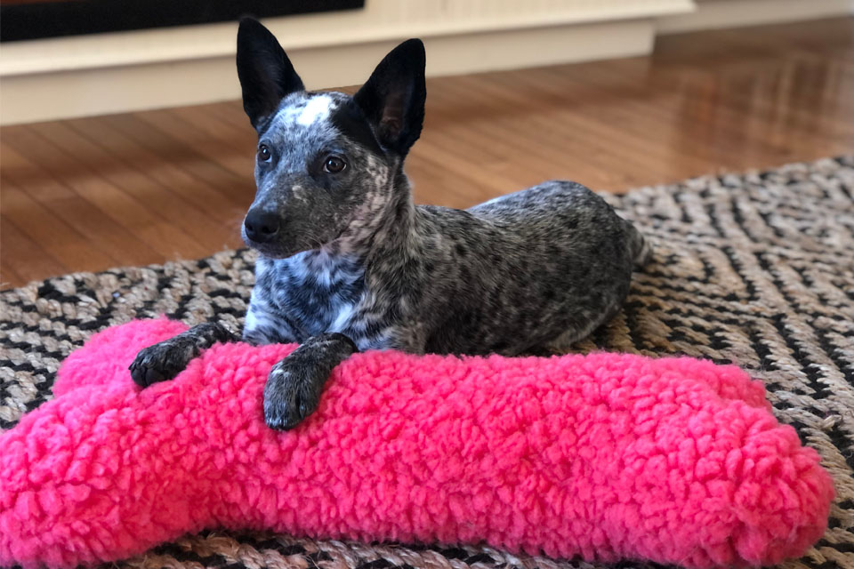 A dog with a pink plush bone