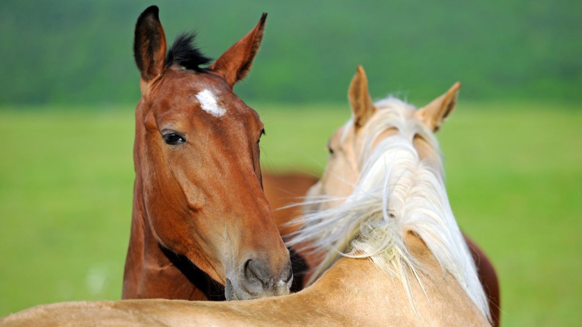Two horses cuddle close