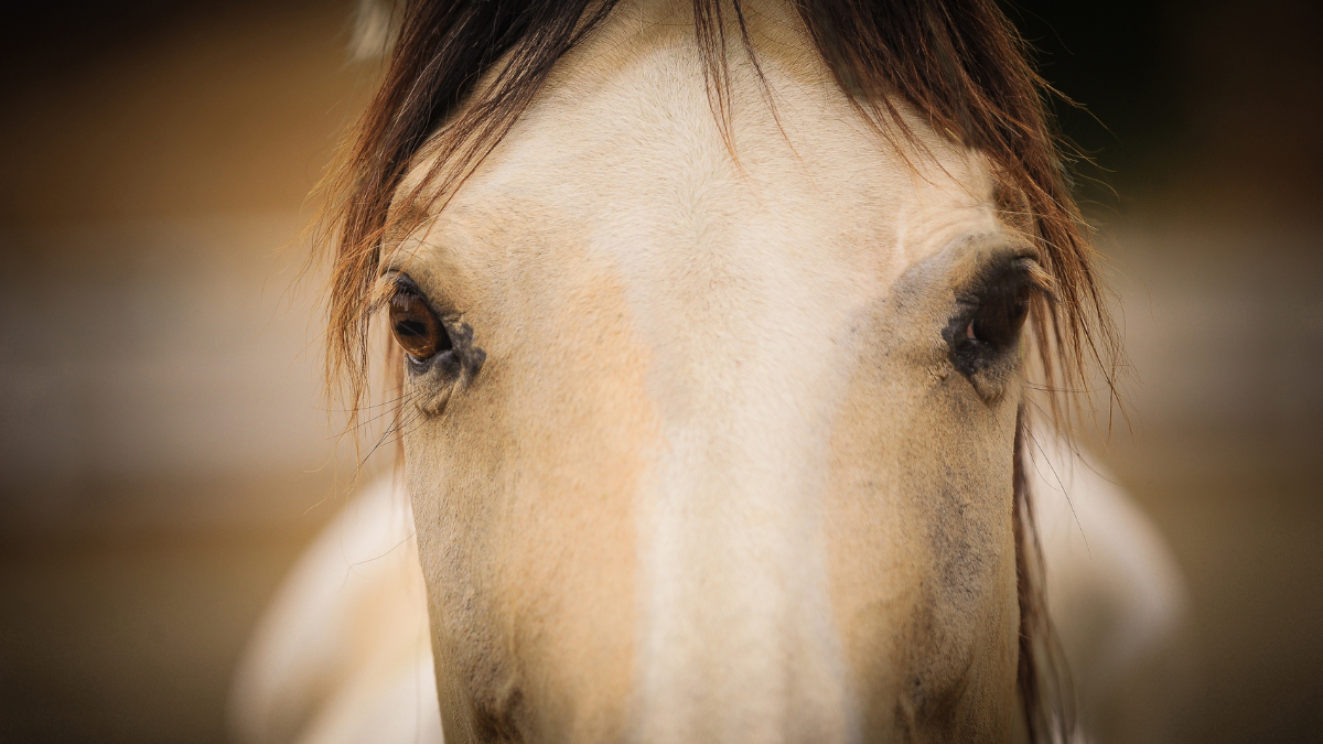 Sepia tinged face of horse