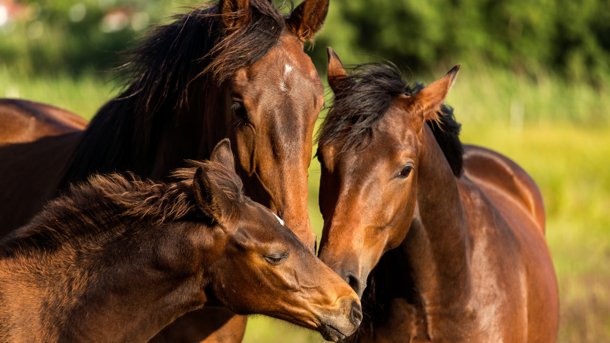 Three brown horses touch noses