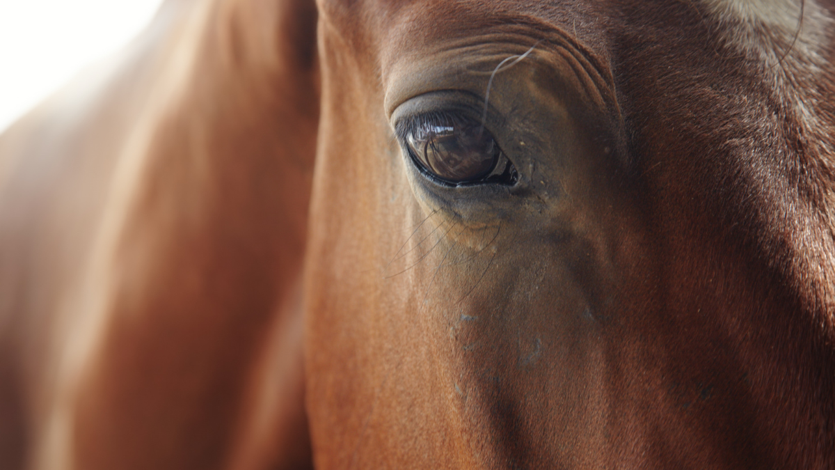 A medium brown horse looks ahead