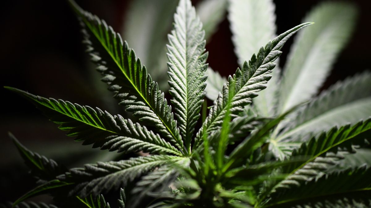 Marijuana leaves