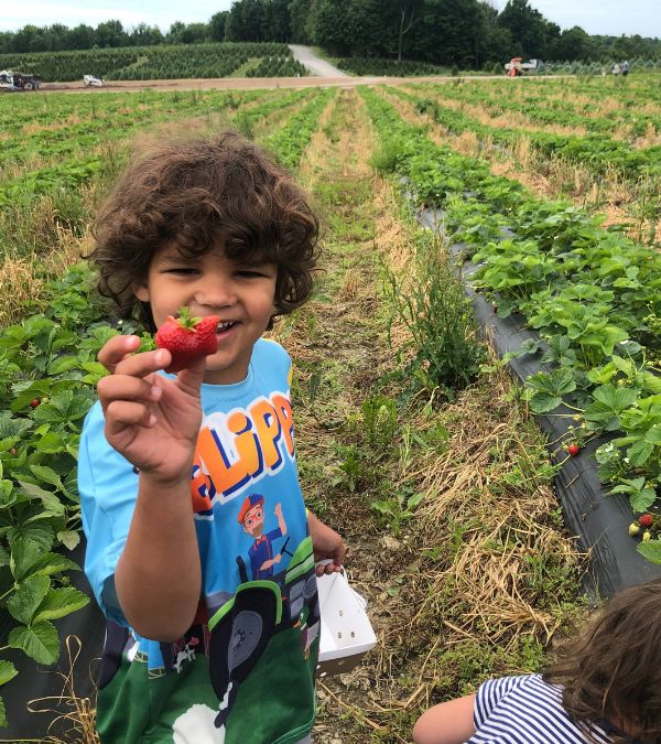 Angel Rinker's young son picks a ripe strawberry in a field.