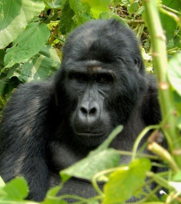 A gorilla looks out thoughtfully from leafy branches.