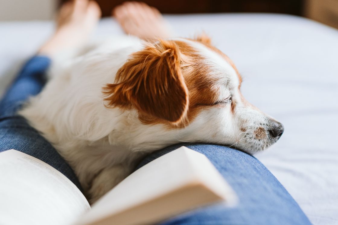 A small dog rests peacefully on a woman's leg.