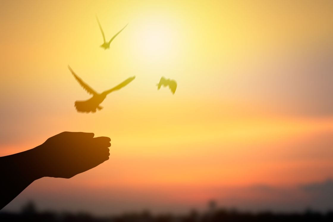 Hands seem to release birds in flight against the setting sun.